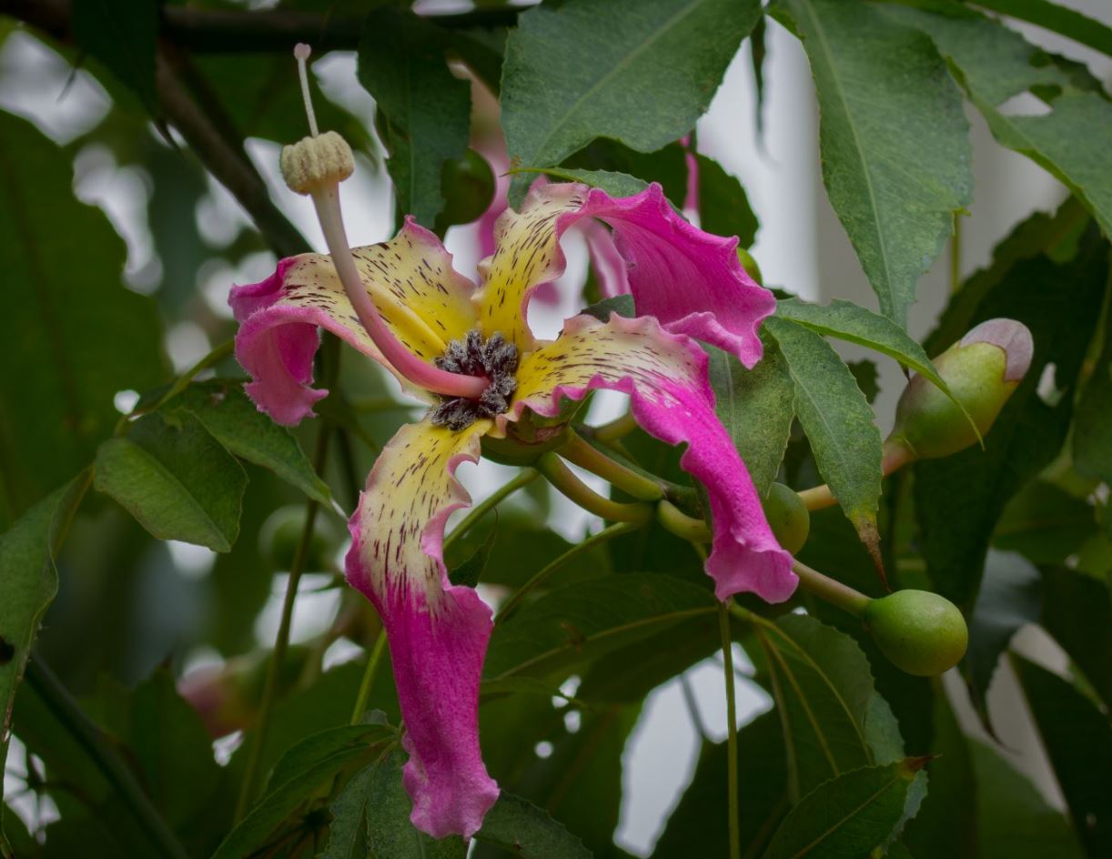 Flor (Ceiba speciosa)