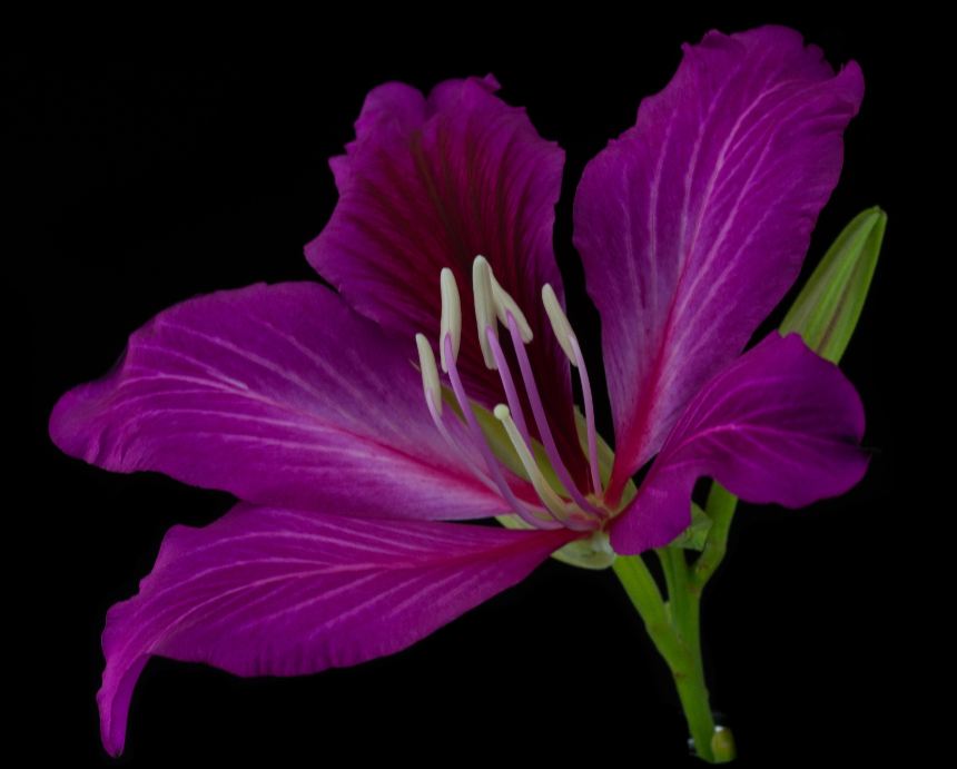 Flor (Bauhinia spp)