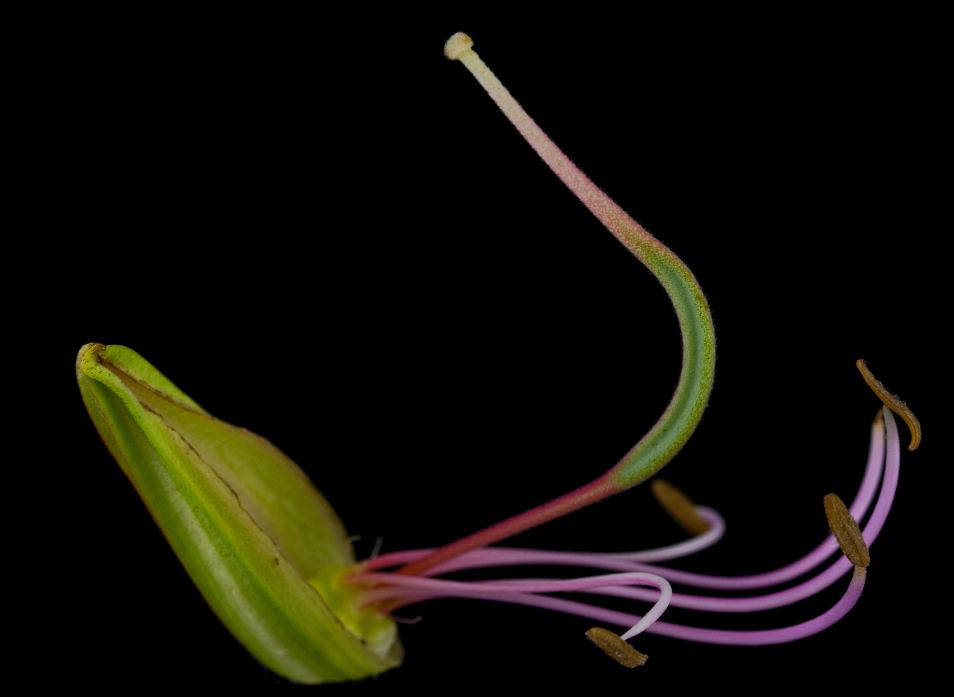 Flor sem pétalas (Bauhinia spp)