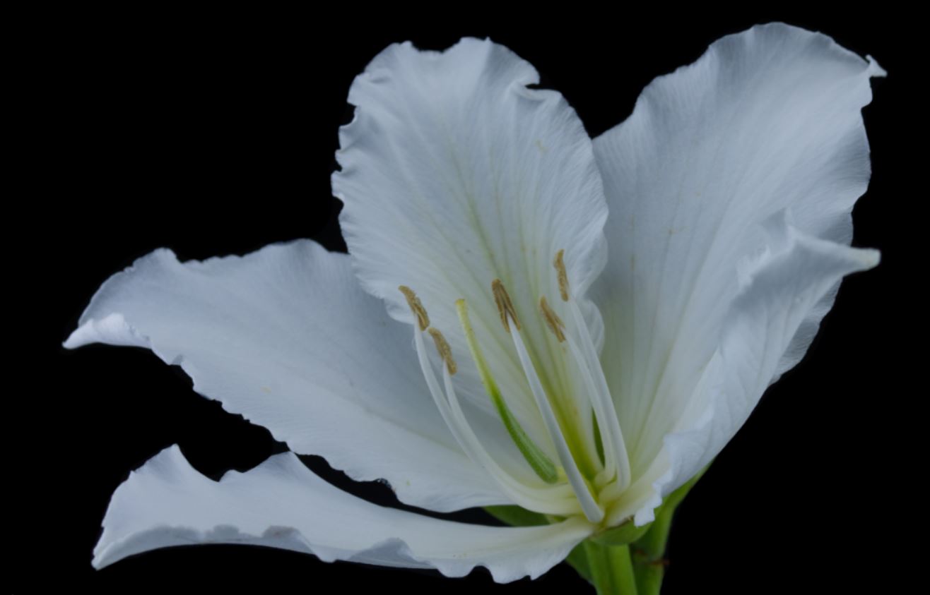 Flor Branca (Bauhinia spp)