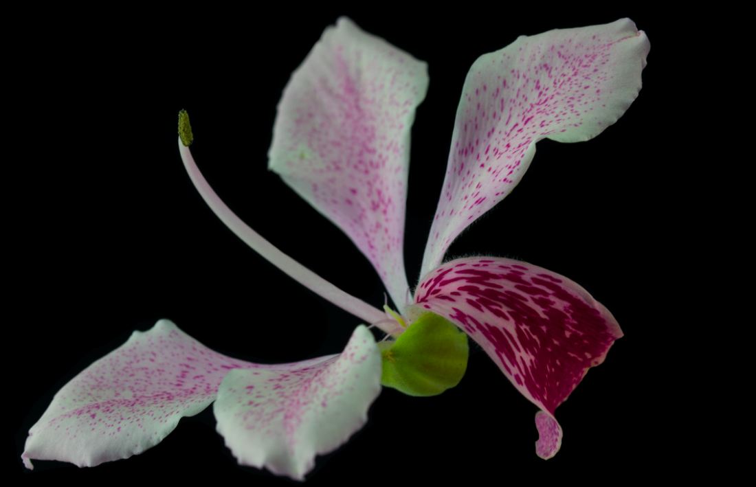 Flor Rosa (Bauhinia spp)