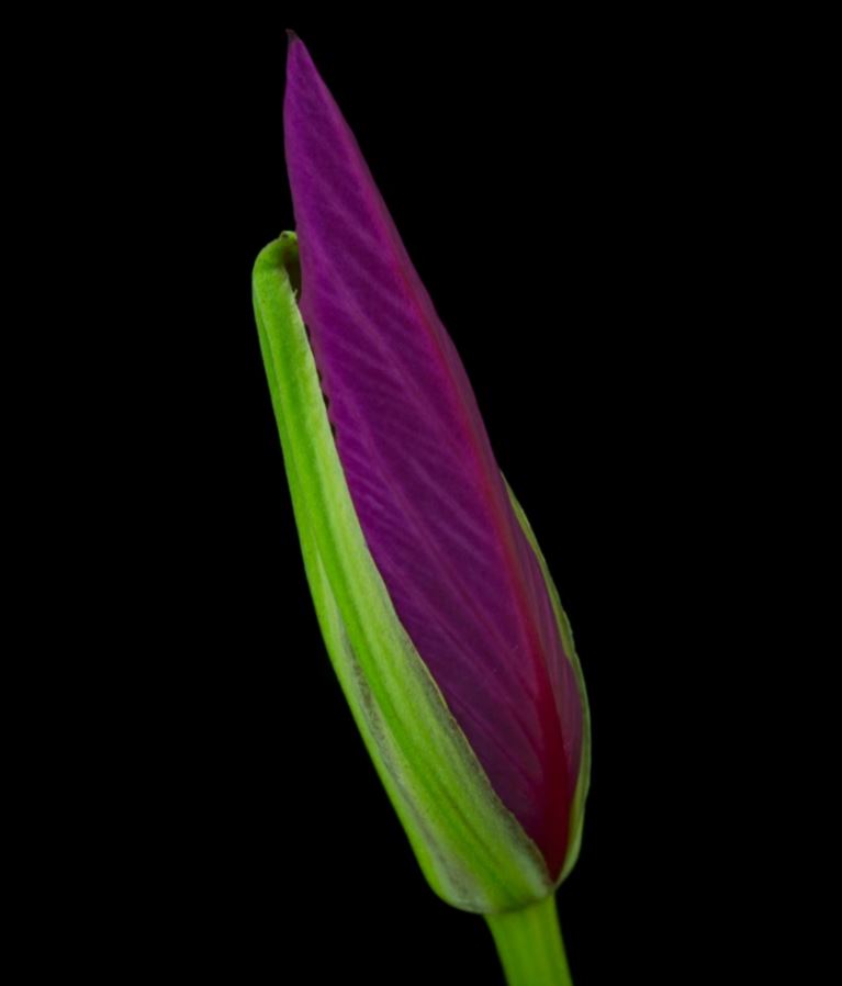 Botão de Flor (Bauhinia spp)