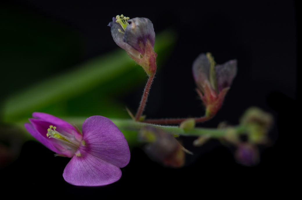 Flor (Desmodium incanum)