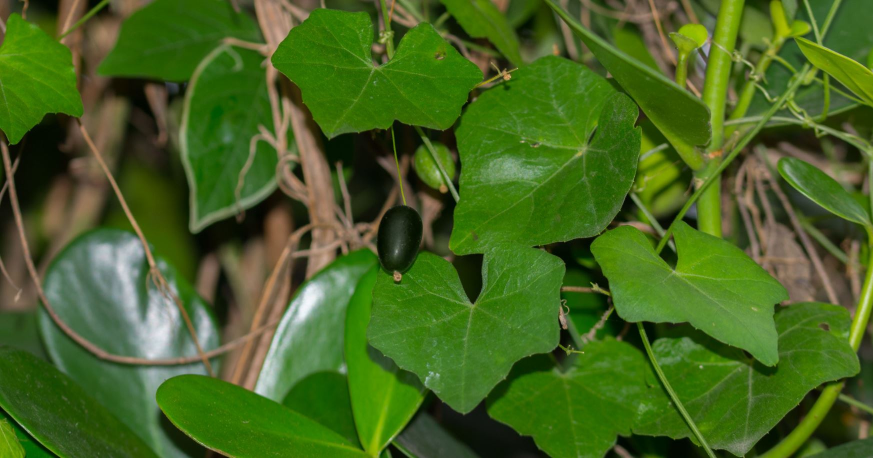 Fruto maduro (Melothria pendula)