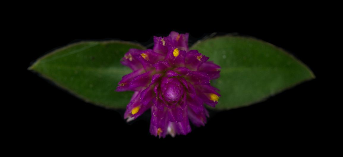 Flor (Gomphrena celosioides)