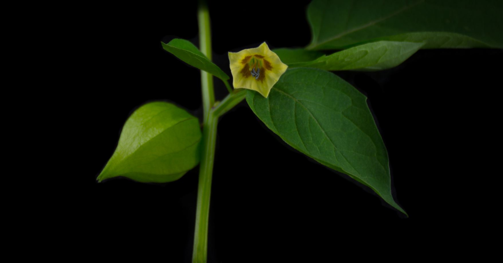 Flor e Fruto (Physalis angulata)