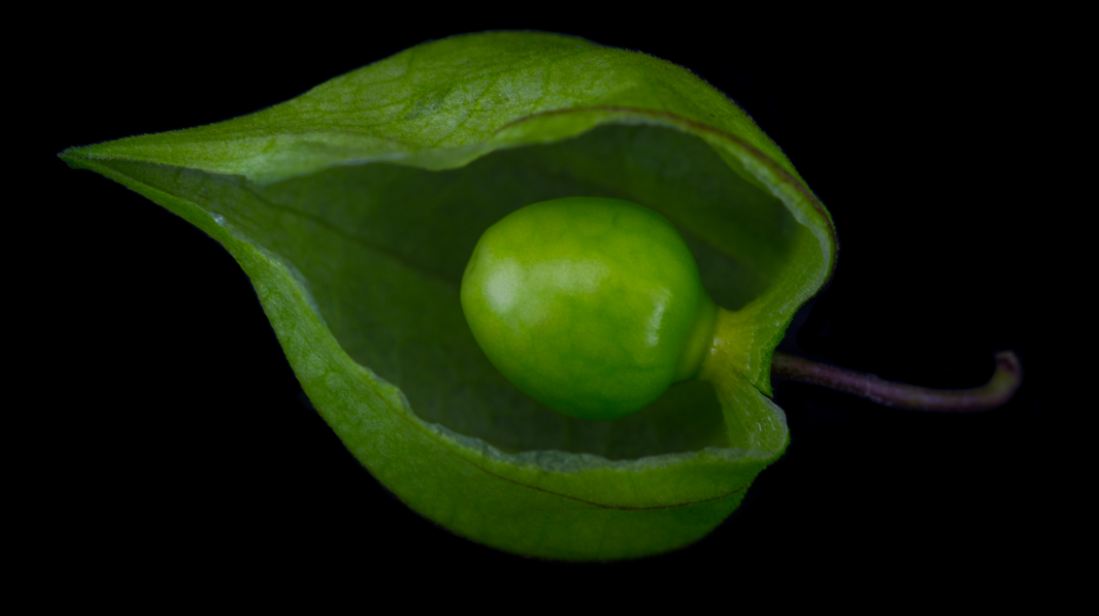 Fruto Imaturo (Physalis angulata)
