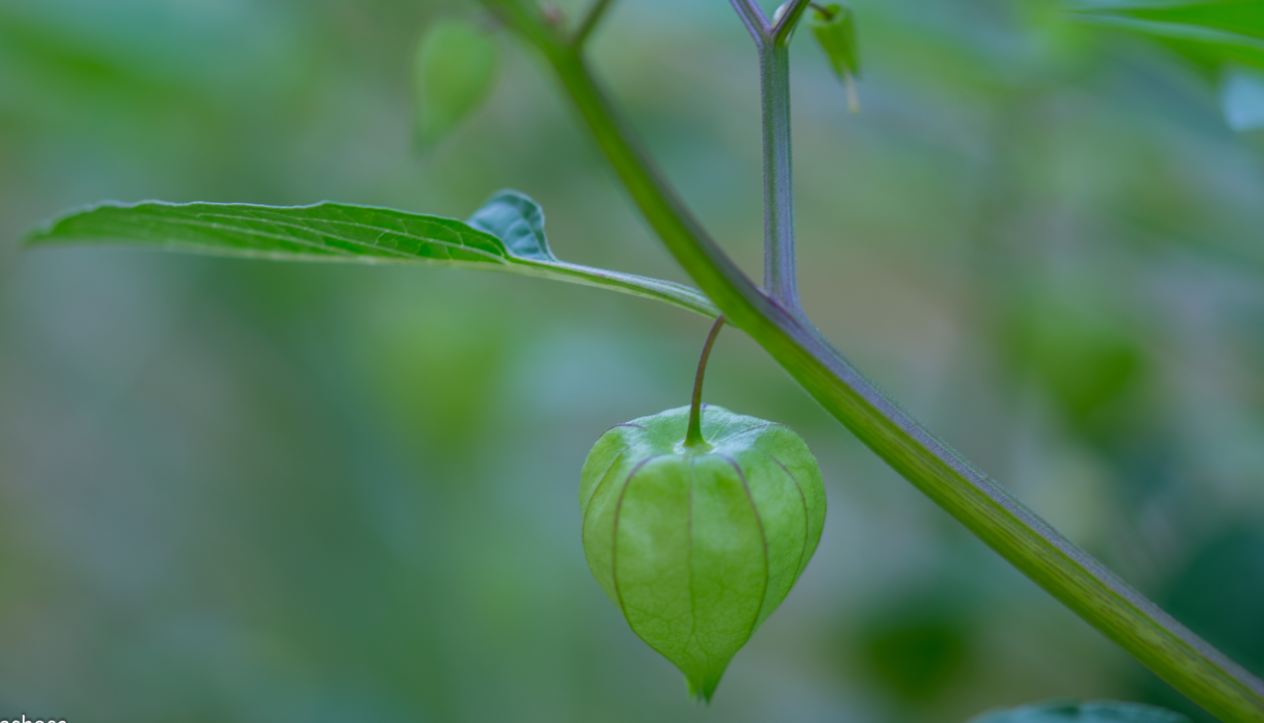 Fruto (Physalis angulata)