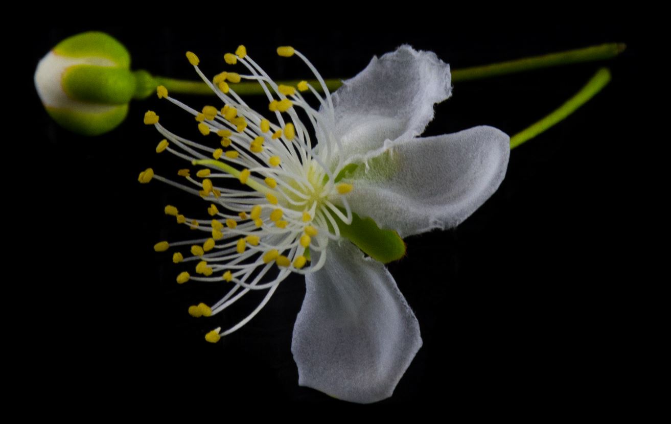 Botão Floral e Flor (Eugenia uniflora)