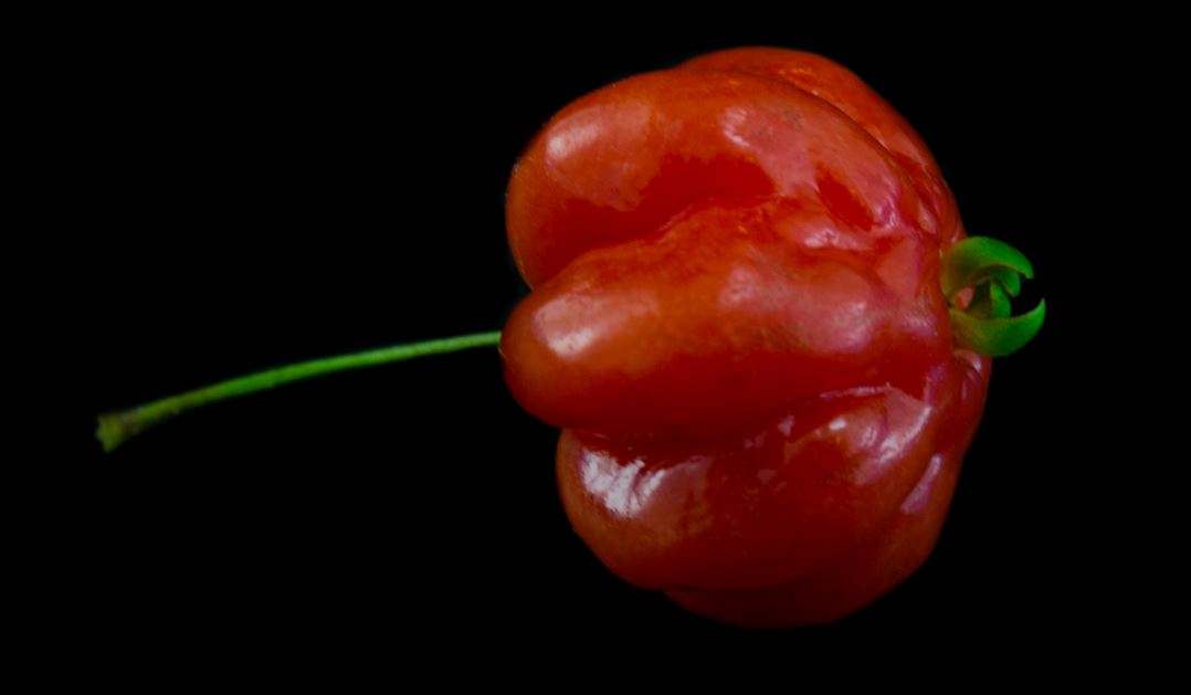 Fruto variedade vermelha (Eugenia uniflora)