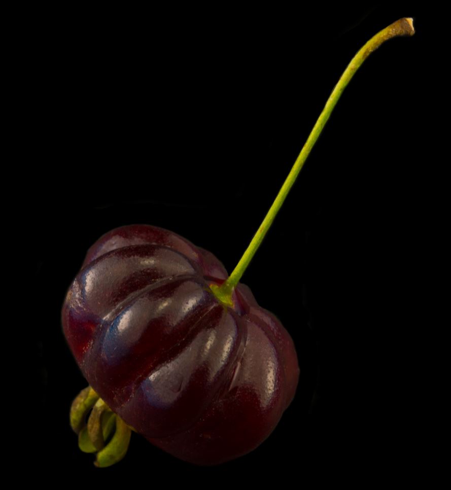 Fruto variedade roxa (Eugenia uniflora)