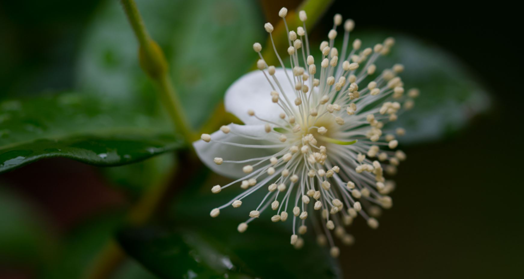 Flor (Eugenia neonitida)