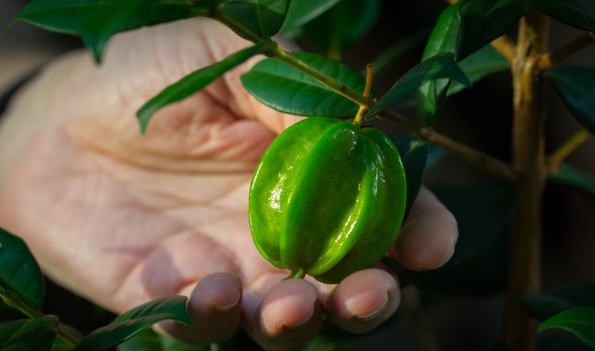 Fruto imaturo (Eugenia neonitida)