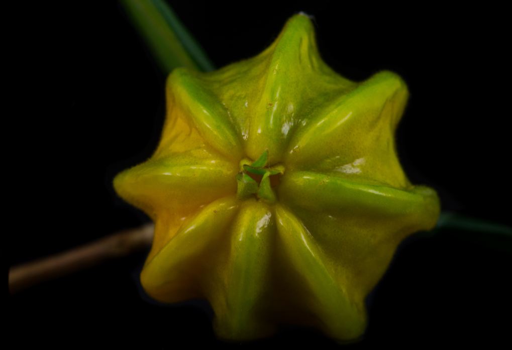 Fruto amadurecendo (Eugenia neonitida)