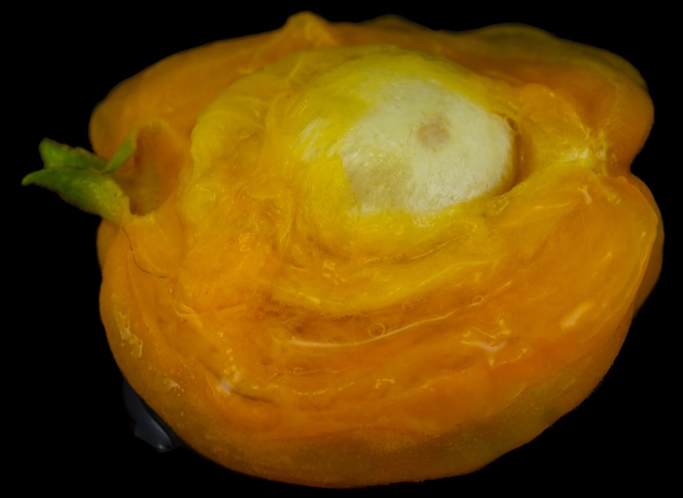 Fruto e Semente (Eugenia neonitida)