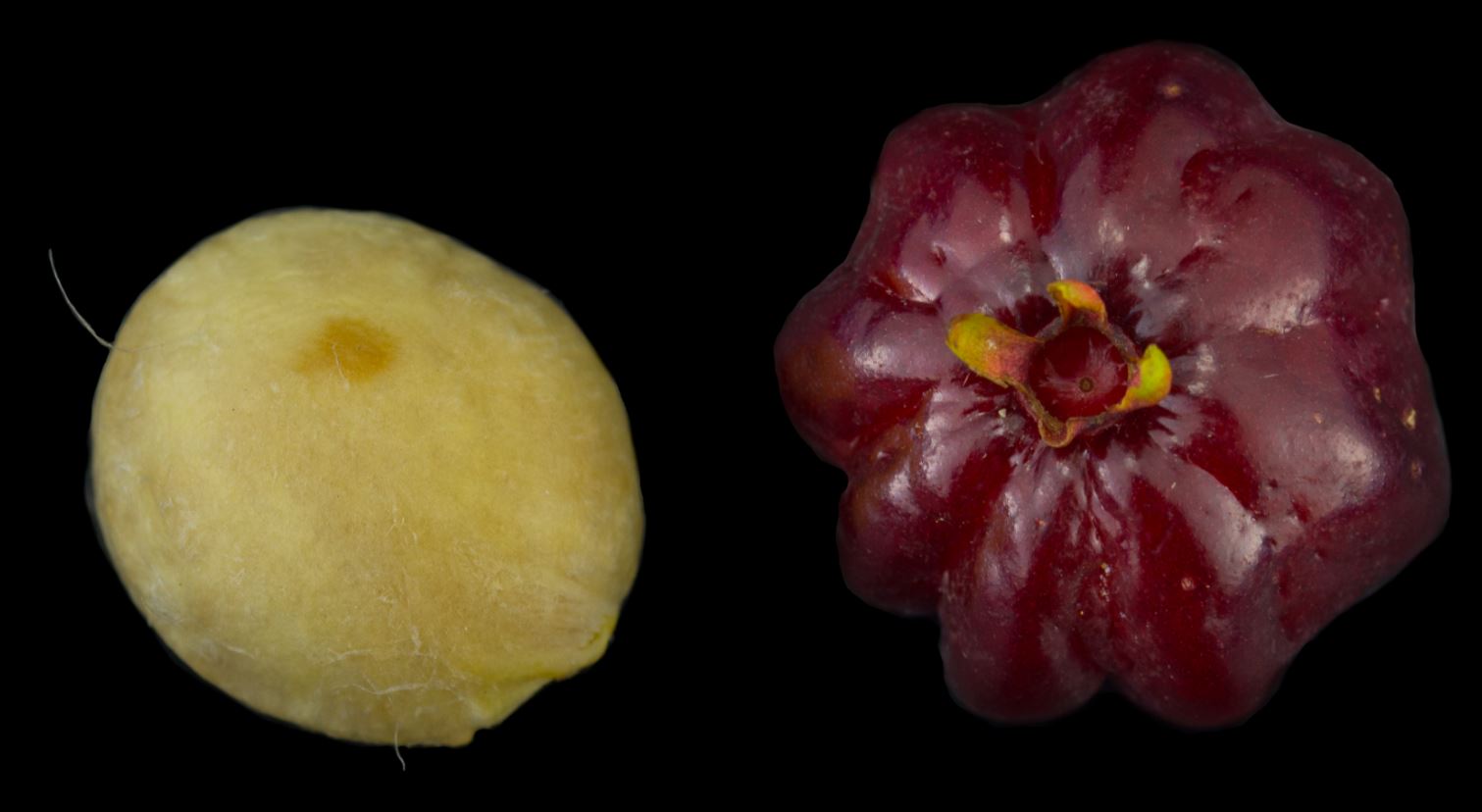 Comparação entre Semente e Pitanga Comum (Eugenia neonitida)