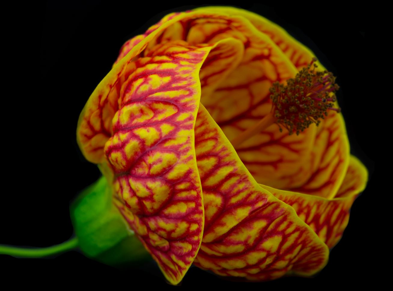 Flor (Abutilon darwinii)