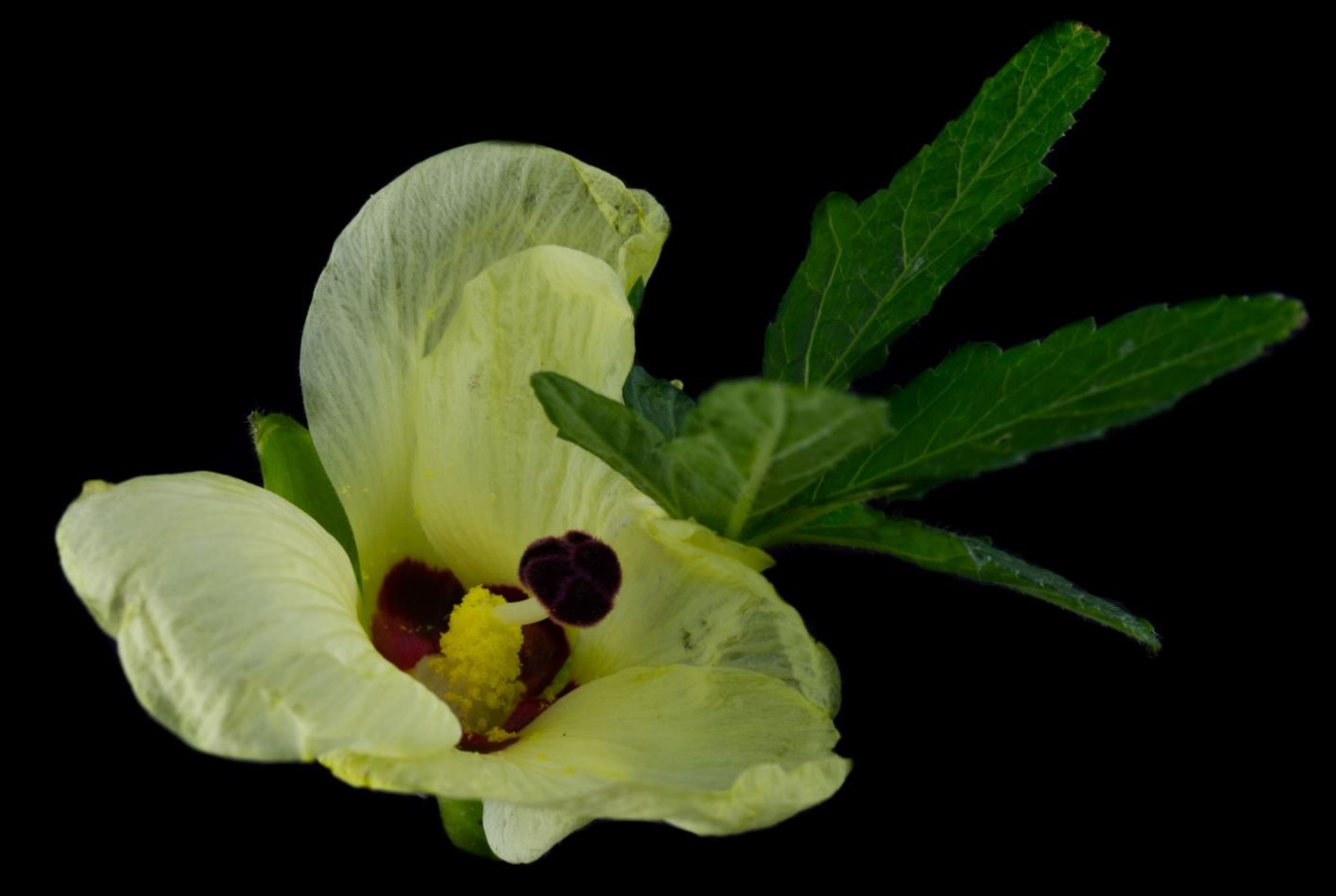 Flor (Abelmoschus esculentus)