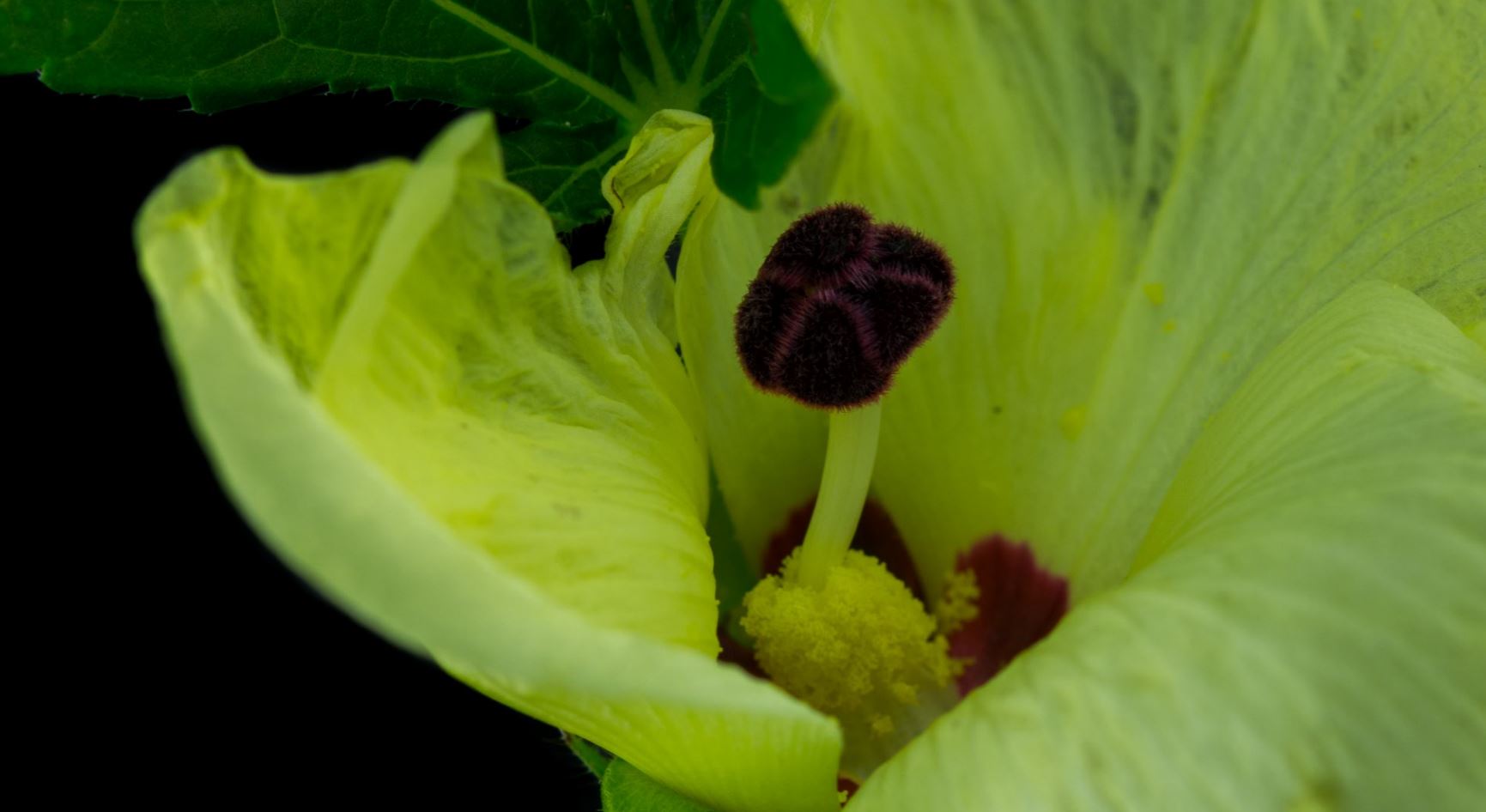 Flor (Abelmoschus esculentus)