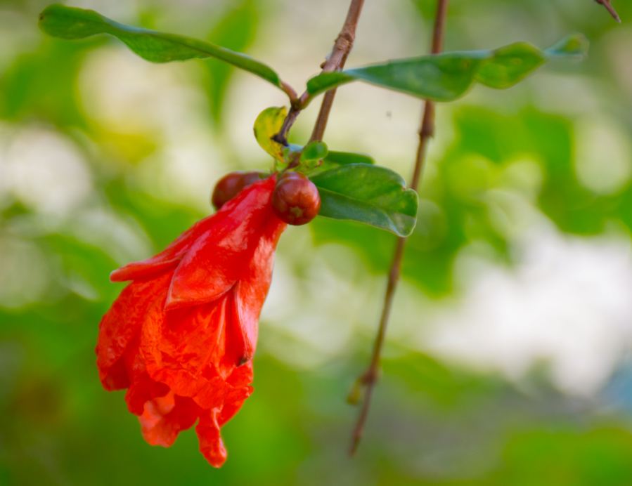 Flor de Romã (Punica granatum)