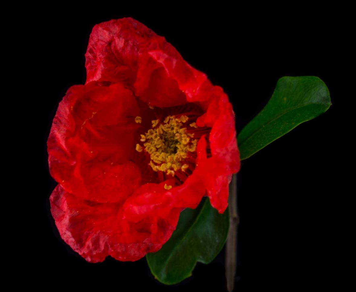 Flor de Romã (Punica granatum)