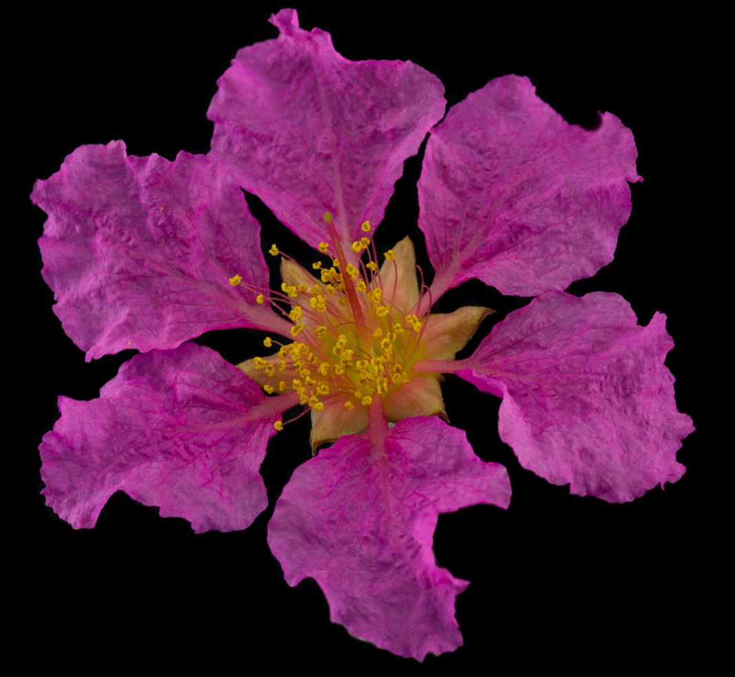 Flor (Lagerstroemia indica)