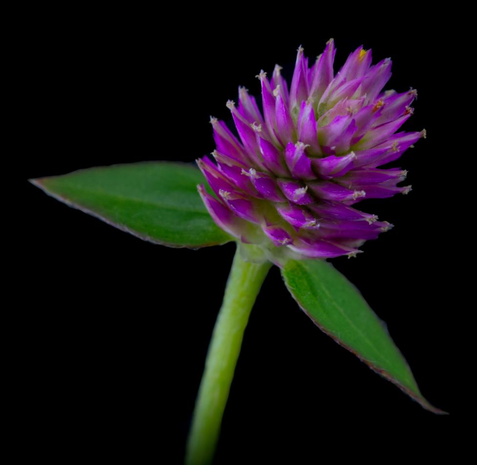 Flor (Gomphrena celosioides)