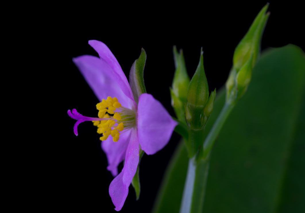 Flor (Talinum fruticosum)