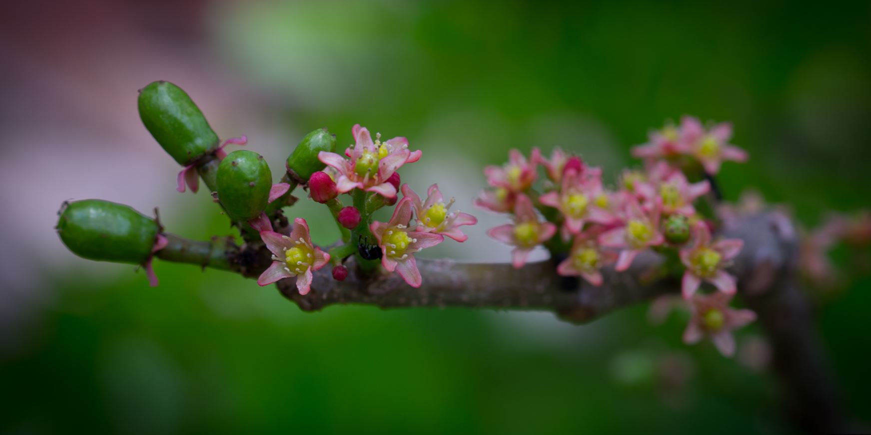 Flor e frutos jovens (Spondias purpurea)