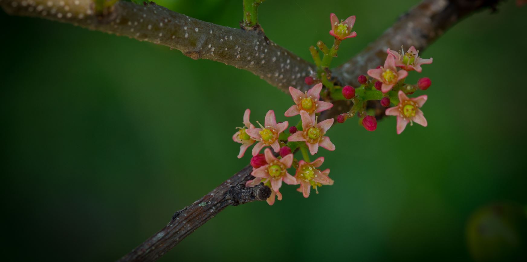 Flores (Spondias purpurea)