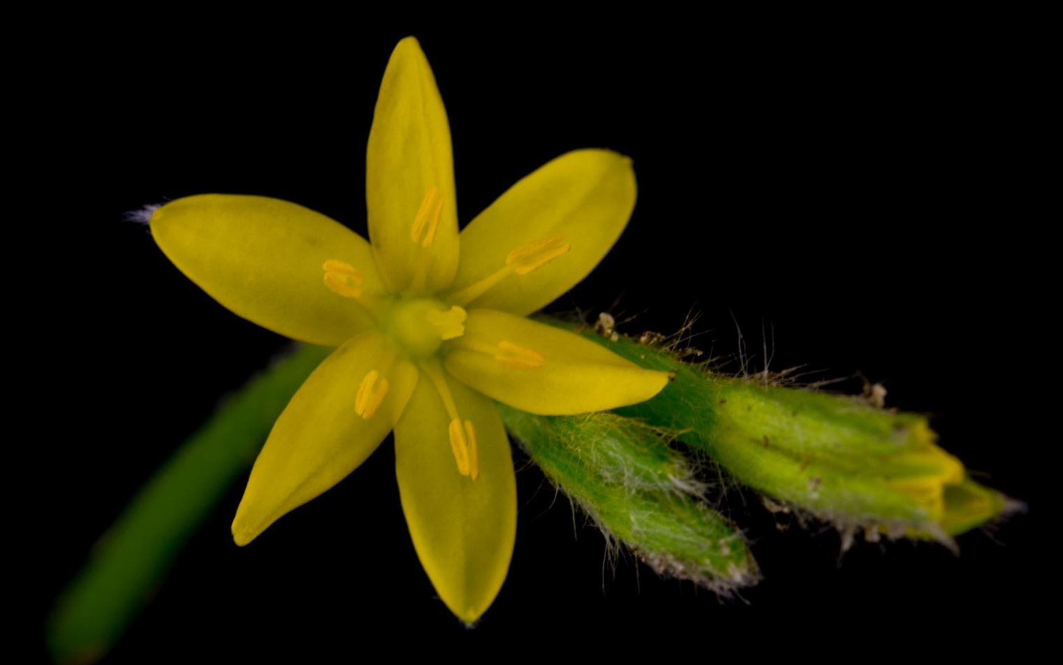 Flor (Hypoxis decumbens)