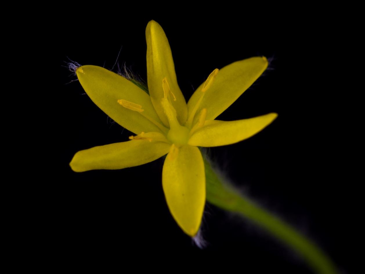 Flor (Hypoxis decumbens)