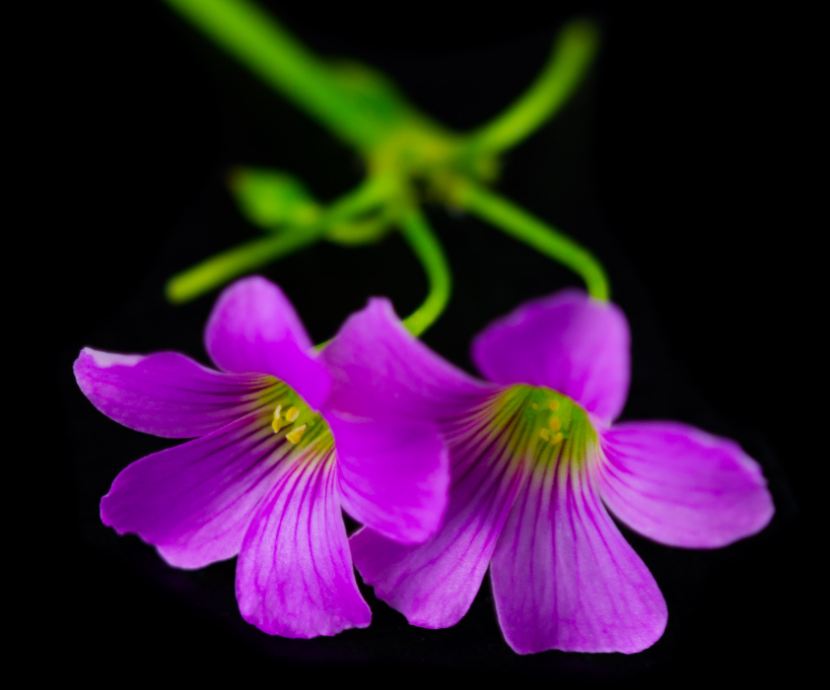 Flores de trevo (Oxalis articulata)