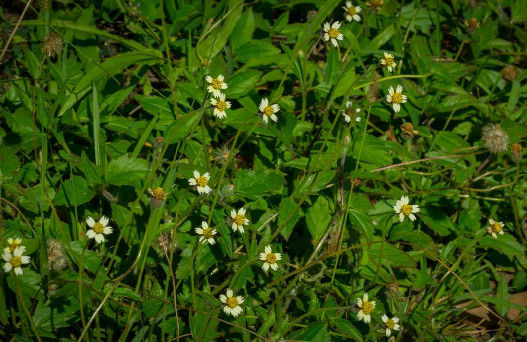 Flores de Erva-de-Touro (Tridax procumbens)