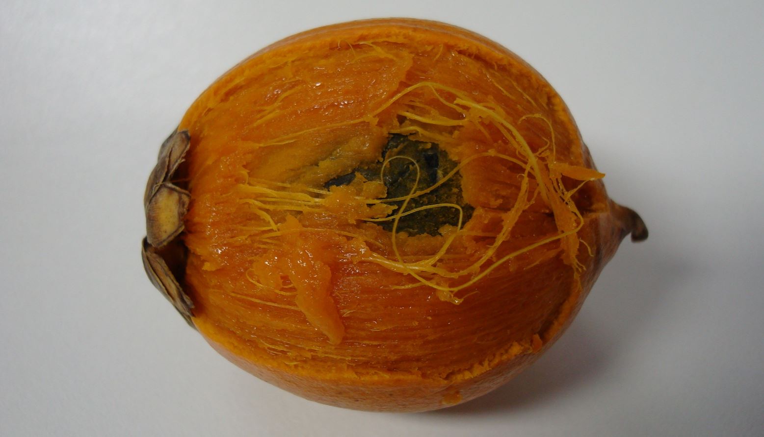 Fruto de Tucumã (Astrocaryum aculeatum)