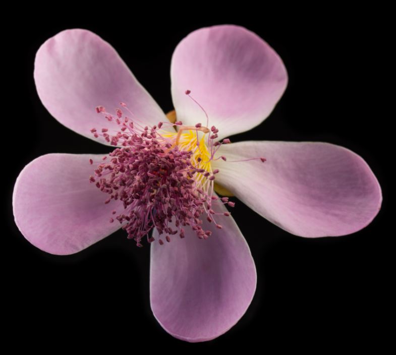 Flor de Urucum (Bixa orellana)