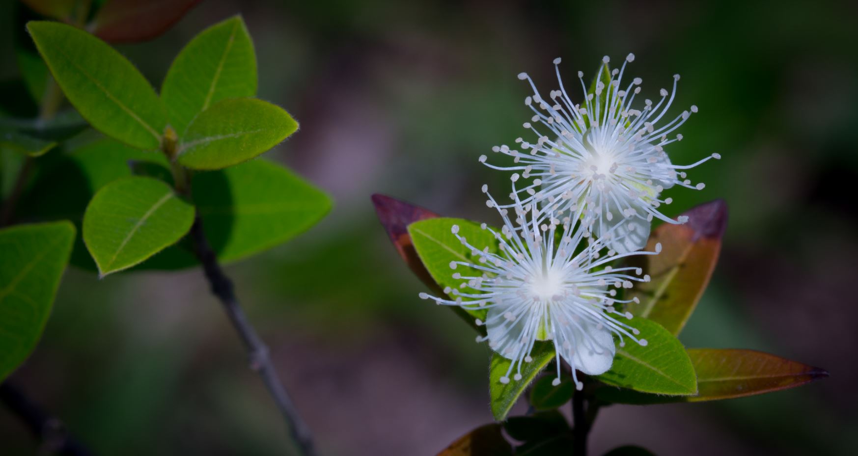 Flores (Eugenia pyriformis)