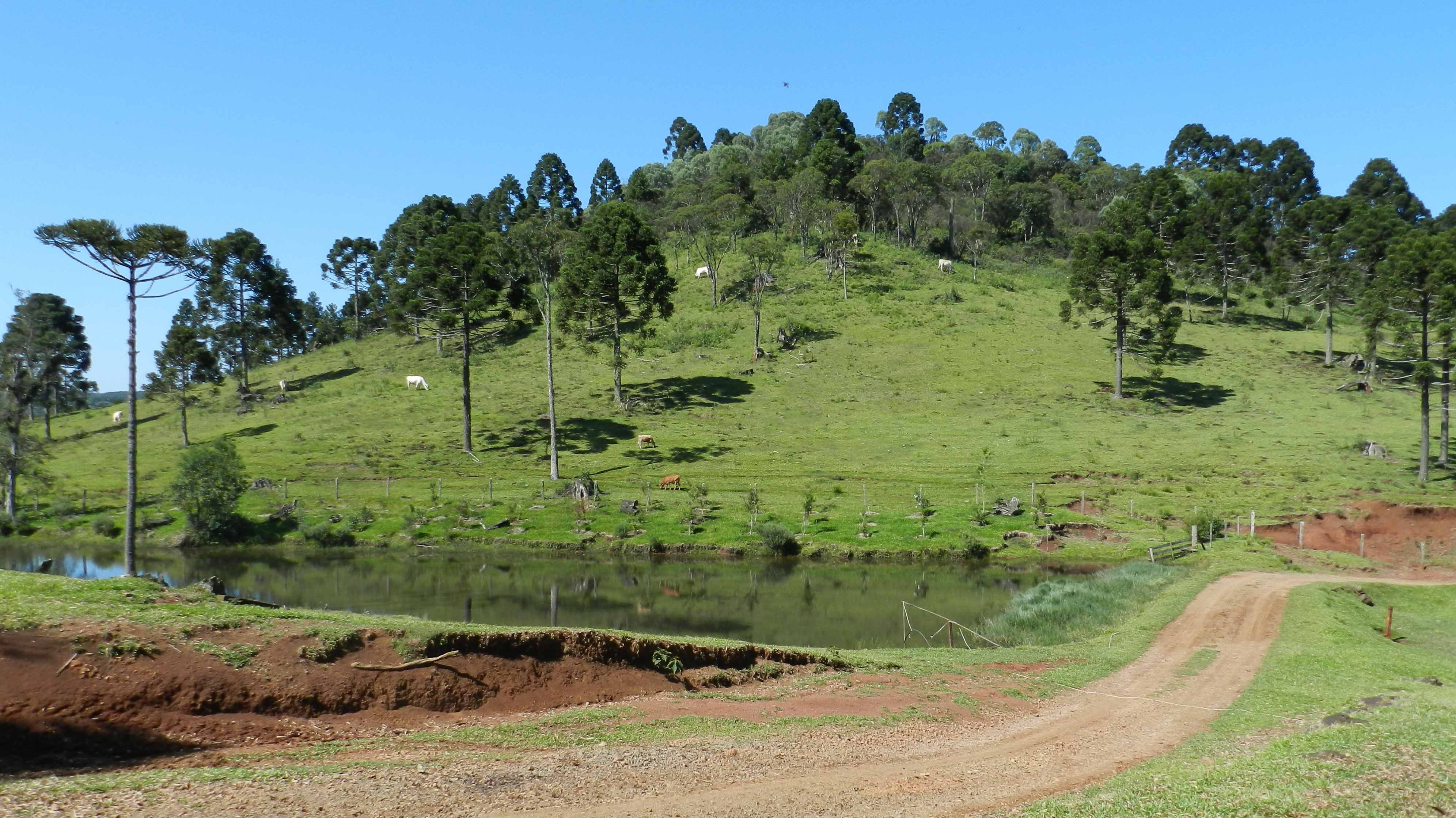 Fazenda Avestruz 2012