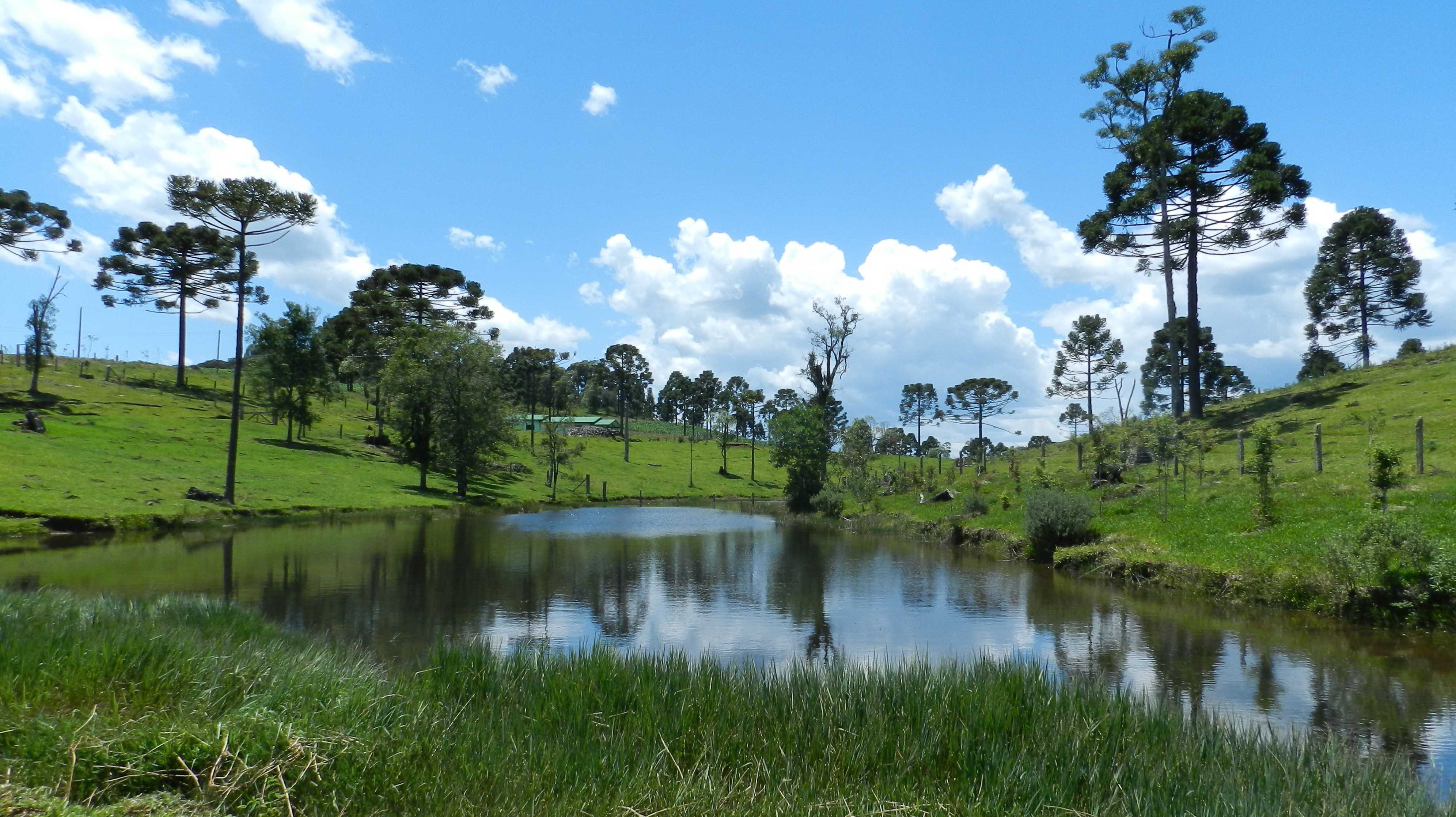 Fazenda Avestruz 2012