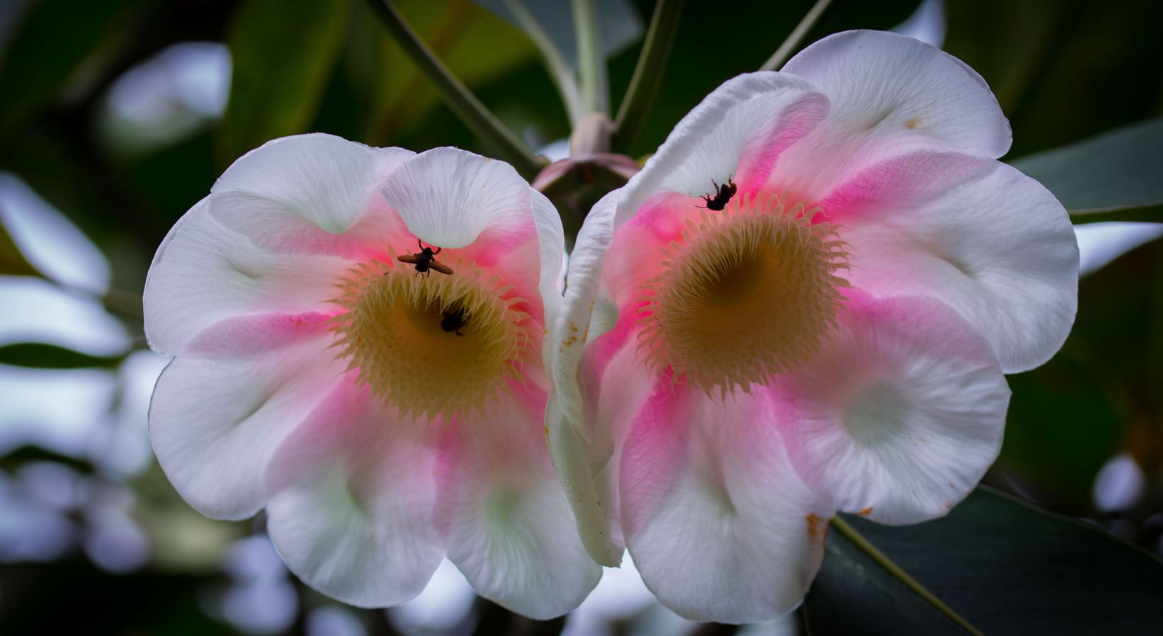 Flores (Clusia grandiflora)