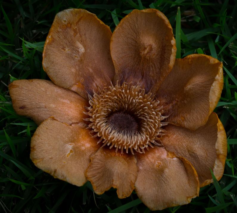 Flor seca (Clusia grandiflora)
